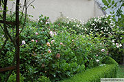 Left, 'Abraham Darby' on the left and, in front, 'Kathryn Morley' and, against the wall 'Auguste Gervais'