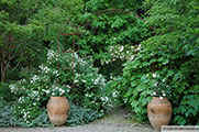 'Cécile Brunner'. In containers: 'Ma Paquerette' on the left and 'Irène Watts' on the right'