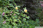 'Charles Austin' in front of 'Sambuccus Black Lace'