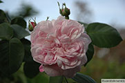 'Fantin Latour'