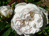 'Blanche Moreau'