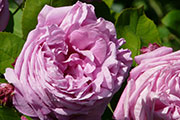 'La Reine'