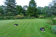 General view of the garden