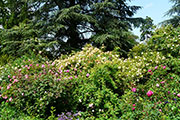 General view of the garden