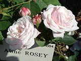 'Aline Rosey', Hyb. de Noisettes, J. Schwartz, 1884