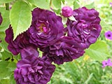 'Bleu Magenta', Multiflores, obtenteur inconnu, date inconnu