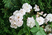 'Noisette Carnée', Noisette, USA, 1814