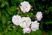 'Noisette Carnée', Noisette, USA, 1814