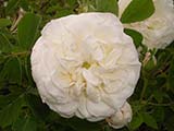 'Botzaris', Damas, obtenteur inconnu, date inconnu