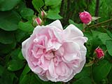 'Fantin Latour', Centfeuilles, trouvée en angleterre, avant 1900