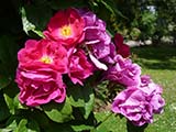 'Gartenstadt Liegnitz', Multiflora, Geschwind / Lambert, before 1910