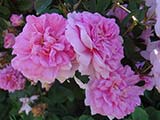 'Ispahan', Damas, unknown breeder, before 1832