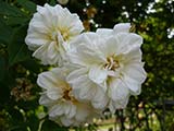 'Mlle Claire Jacquier', Multiflora, Bernaix, 1888