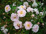 'Paul's Himalayan Musk Rambler', origine incertaine, G. Paul (Grande-Bretagne), 1913 / 1916