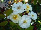 'Rambling Rector', Multiflora, unknown breeder (United Kingdom), around 1912