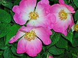 <i>Rosa gallica 'complicata'</i>, Hyb. Gallica (complex Hyb. Gallica), (Europe), before 1800