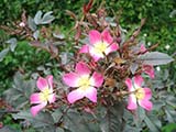 <i>Rosa glauca</i>, Botanique, , 1788