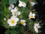 <i>Rosa moschata 'Umbrella'</i>, <i>moschata</i> cultivar, obtenteur inconnu (France), accession from the collection of Jules Gravereau