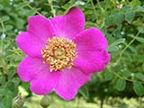 <i>Rosa moyesii 'Highdownensis'</i>, Hyb. de moyesii, Stern, 1928