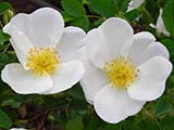 <i>Rosa pimpinellifolia</i>, Botanic, species from Europe and North Asia, 17th century