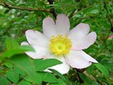 <i>Rosa roxburghii 'normalis'</i>, espèce de sous-genre platyrhodon, introduit du Setchuan par Wilson, introduit en culture en 1908