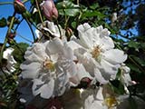 <i>Rosa sempervirens</i> Southern Europe, North Africa, very old