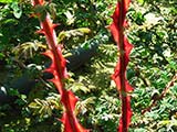 <i>Rosa sericea f. 'pteracantha'</i>, Chinese form of the Himalayan species, discovered by the abbé Delavay around 1883, introduced in France in 1890