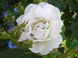 <i>Rosa x alba 'semiplena'</i>, alba, Asie mineure, Antiquité