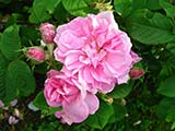 <i>Rosa x damascena 'semperflorens'</i>, Damas, obtenteur inconnu (Persia), ancient period