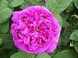 'Rose de Rescht', Damas or Portland,, before 1880