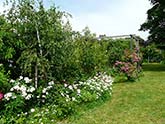 Le Jardin de Roses à Meyzieu