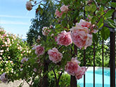 Le Jardin des Quartières à Sarcey - 'Souvenir de Mme Léonie Viennot'