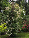 Le jardin du Manoir de la Roche