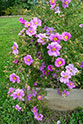 La roseraie botanique de Saint-Clair - <i>Rosa stellata</i>