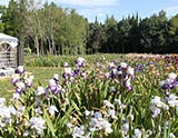 Pépinière d’Iris de Thierry Lanthelme