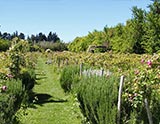 Jardins de la Rose et du Parfumeur