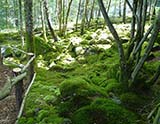 Le jardin de Berchigrange (Granges-sur-Vologne)