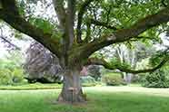 L'arboretum des Grandes Bruyères (Ingrannes)