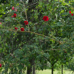 Clément Charreyron - Botanistes-explorateurs et rosiéristes