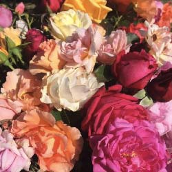 Les plus belles roses lyonnaises créées au 19ème siècle et au début du 20ème siècle et leur importance dans les jardins d’aujourd’hui