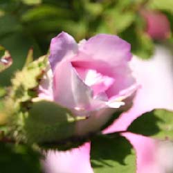 Rosa roxburghii flora plena