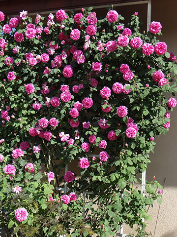 Association Roses Anciennes en - Photos heritage roses and - Jardin du Cozance