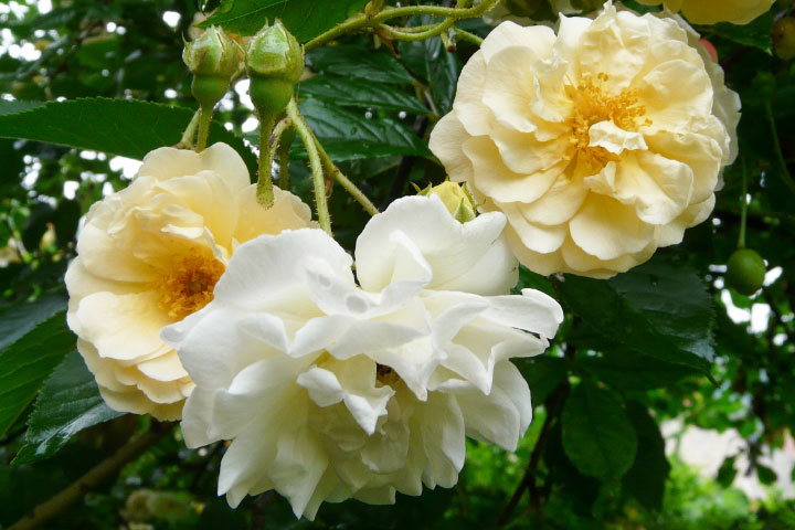 Heritage rose 'Ghislaine de Feligonde'