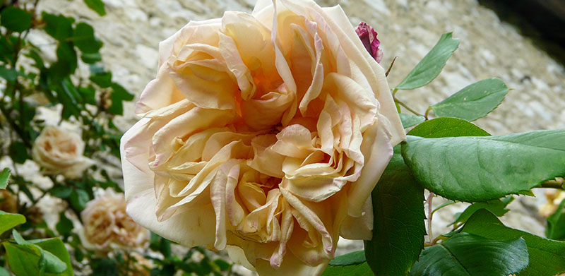 Heritage rose 'Gloire de Dijon'