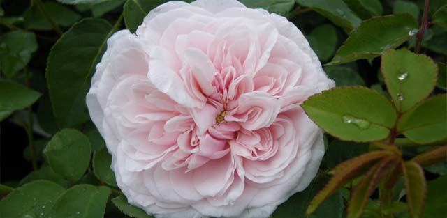 Heritage rose 'Souvenir de la Malmaison'