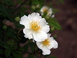 <i>Rosa arvensis</i>