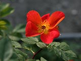 <i>Rosa foetida</i> bicolor