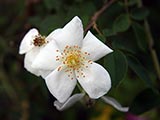 <i>Rosa moschata</i>