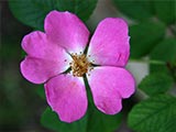 <i>Rosa setigera</i>