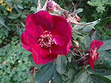'Basyes Purple Rose'